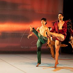 LesOiseaux 20250629 043.jpg