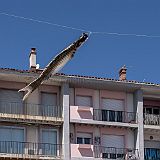 Escale_à_Sète 20140419_038 CPR.jpg